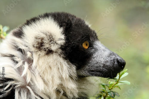 White-collared lemur photo