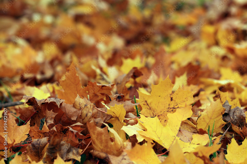 fallen yellow leaves texture fallen yellow leaves texture