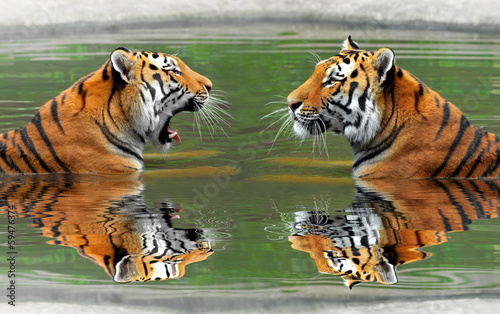 Siberian Tigers in water