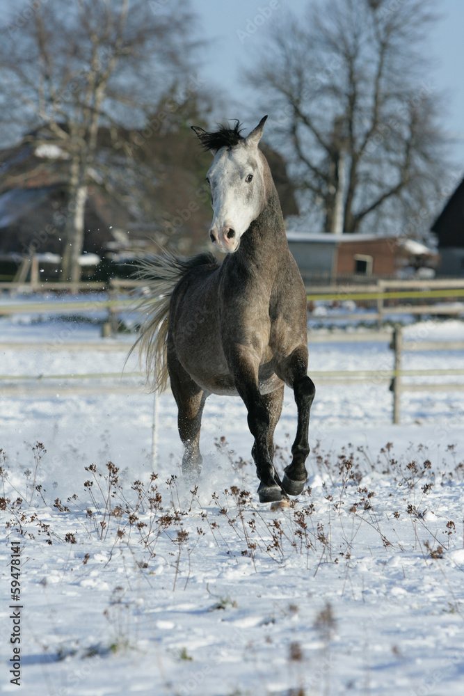 Beautiful arabian horse running in winter Beautiful arabian horse running in winter