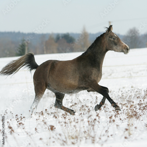 Beautiful arabian horse running in winter © Zuzana Tillerova