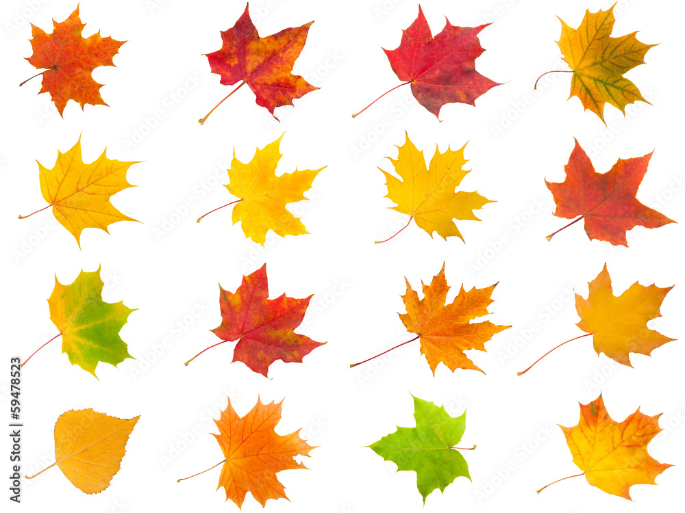 Maple leaves Maple leaves