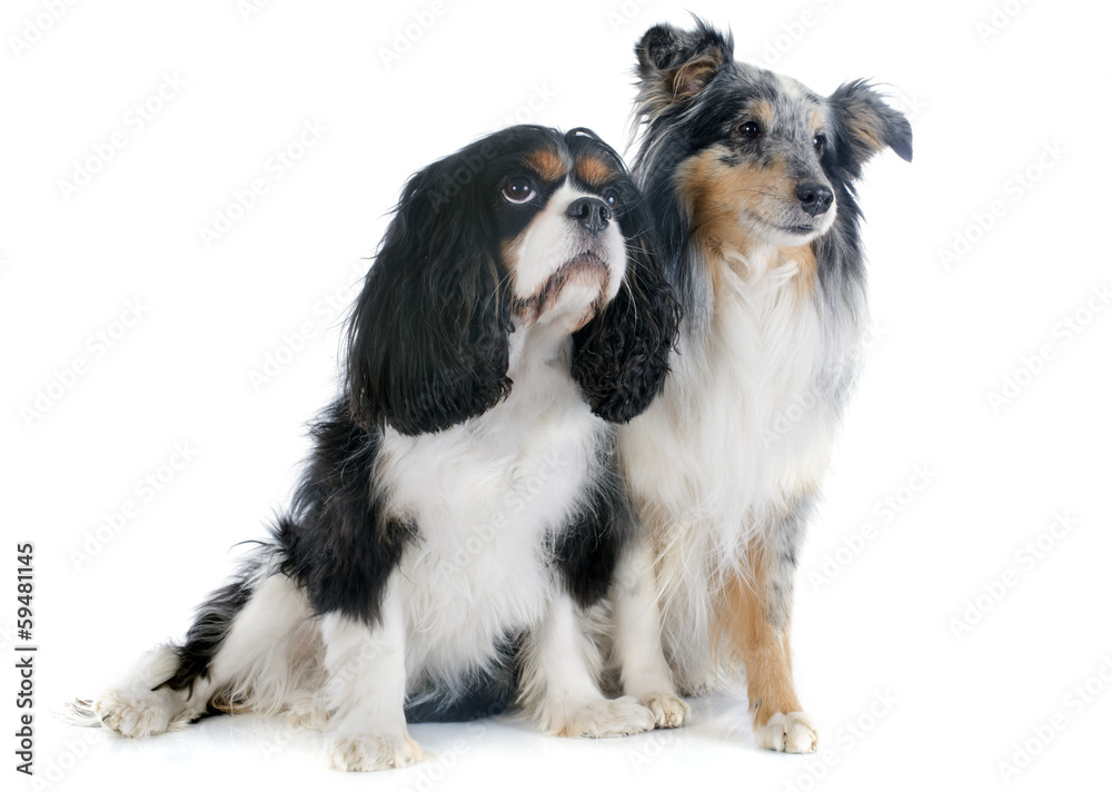 shetland dog and cavalier king charles shetland dog and cavalier king charles