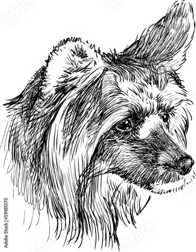 head of shaggy dog