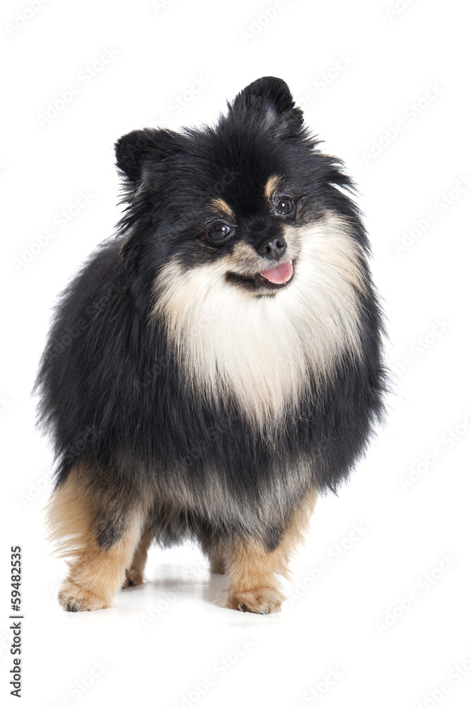 Pomeranian Pomeranian