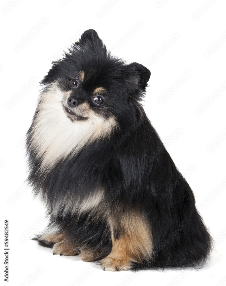 Pomeranian Pomeranian