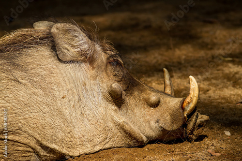 Male warthog