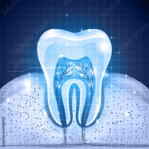 Beautiful blue tooth cross section. Detailed anatomy