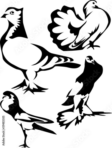fancy pigeons