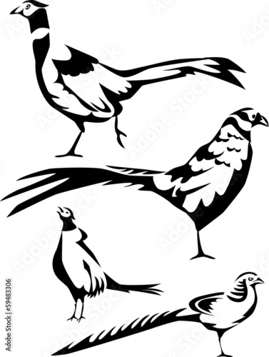 pheasants