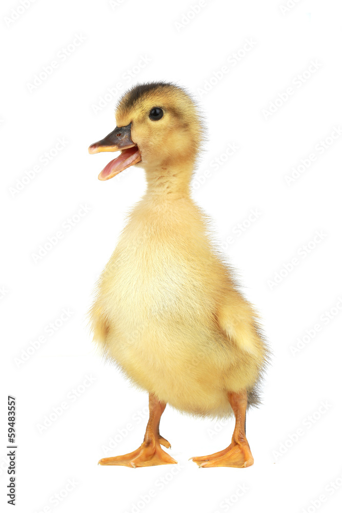 duck