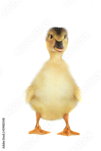 duck