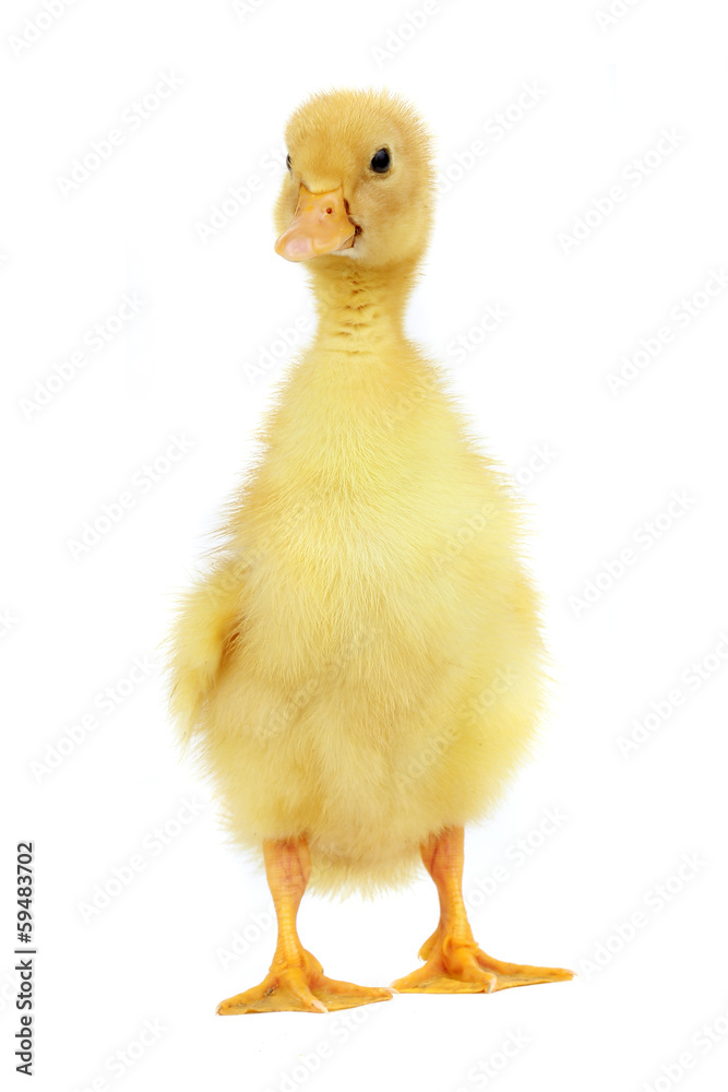 duck duck