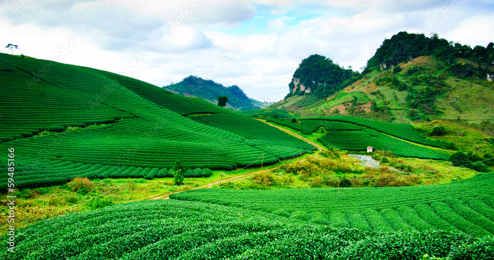 Beautiful fresh green tea plantation.