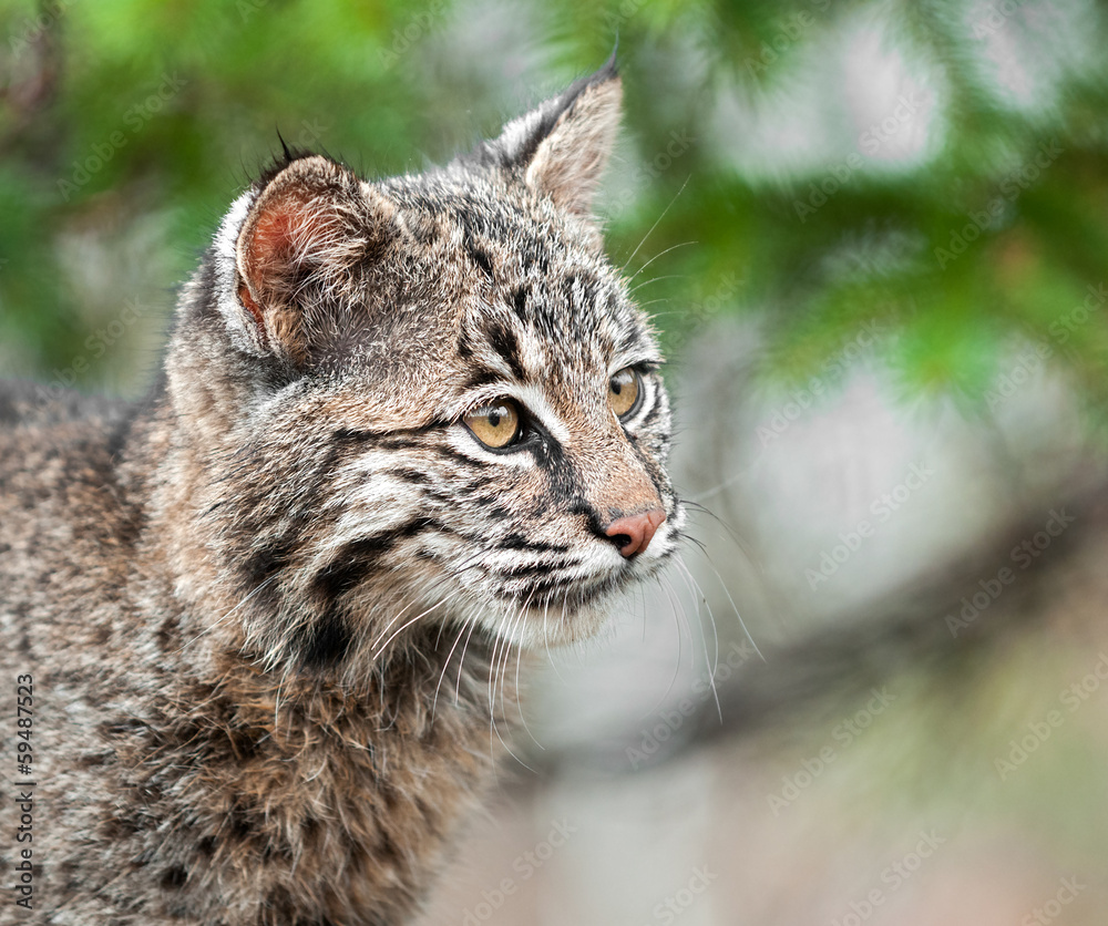 Bobcat Kitten (Lynx rufus) Looks Right Closeup Bobcat Kitten (Lynx rufus) Looks Right Closeup