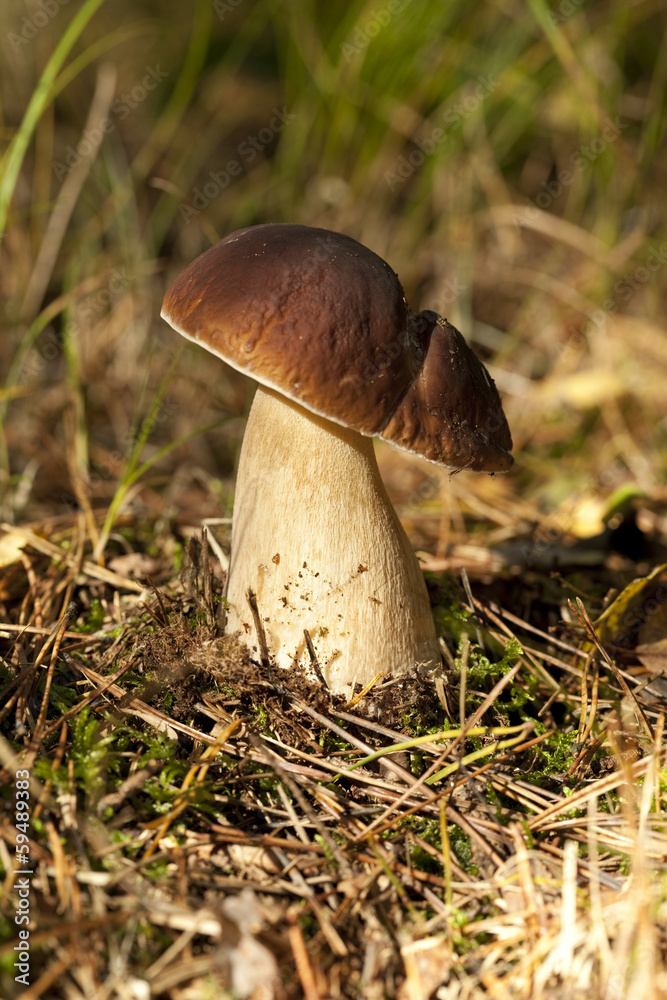 Fototapeta premium boletus