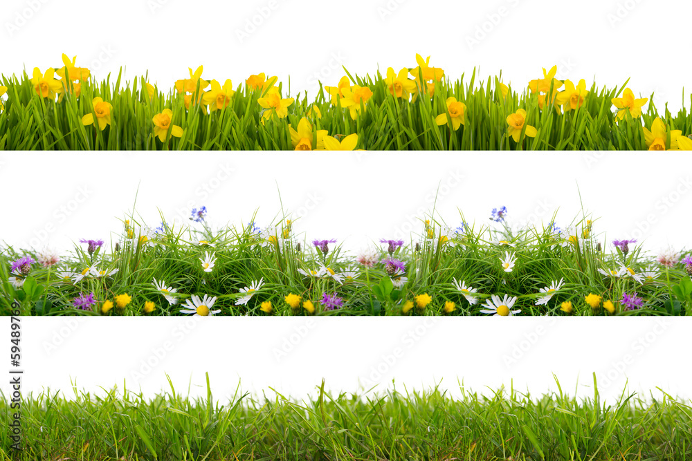 Fototapeta kwiaty trawnika łąkowego