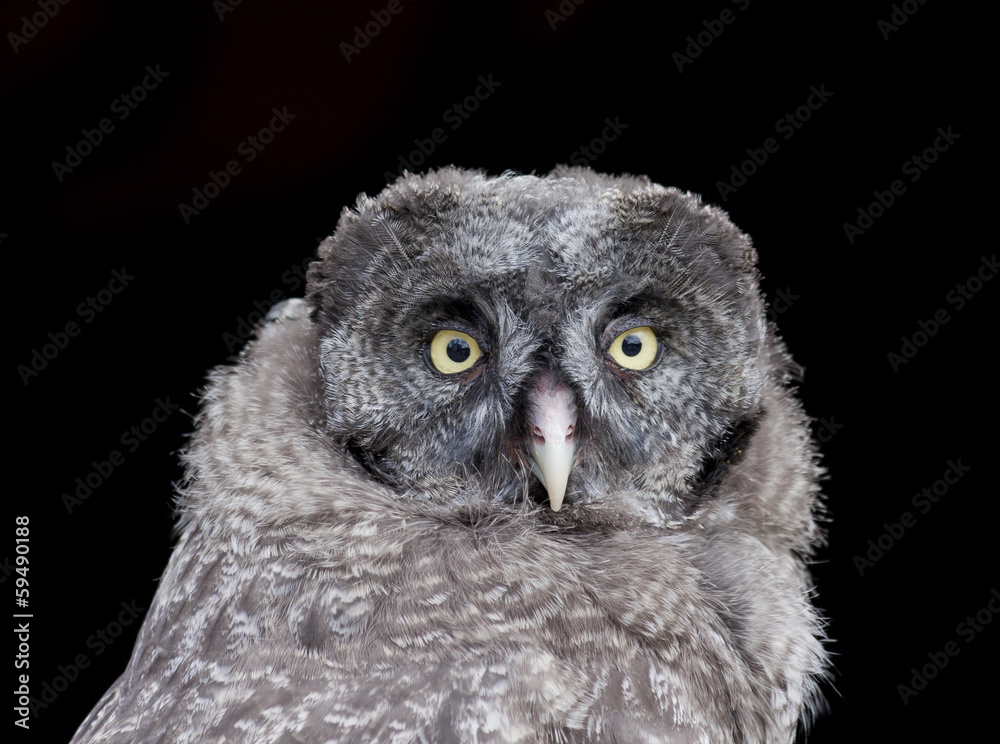 Obraz premium Great grey owl immature (strix nebulosa)