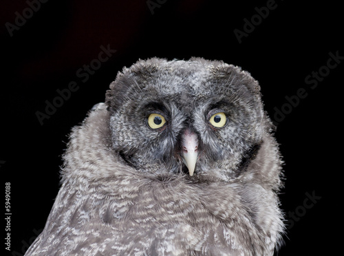 Great grey owl immature (strix nebulosa)