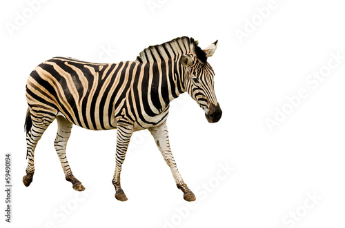 Zebra - isolated © Mangojuicy
