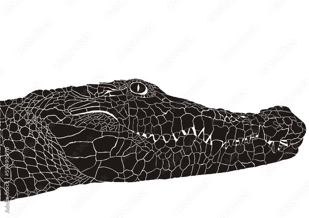 Naklejka premium Crocodile head
