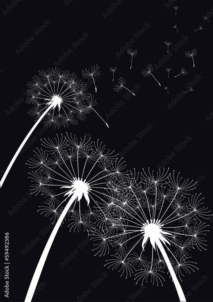 Obraz premium vector dandelions on black