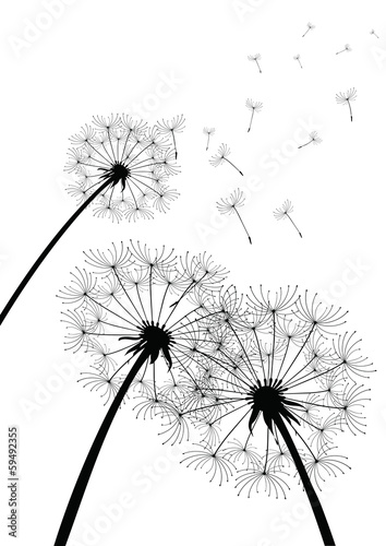 black vector dandelions on white