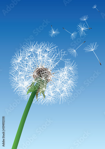 vector dandelion on blue background