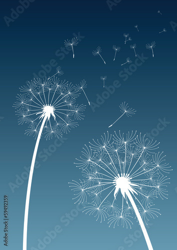 dandelion flower on blue background