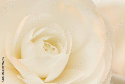 Ivory and rose camellia