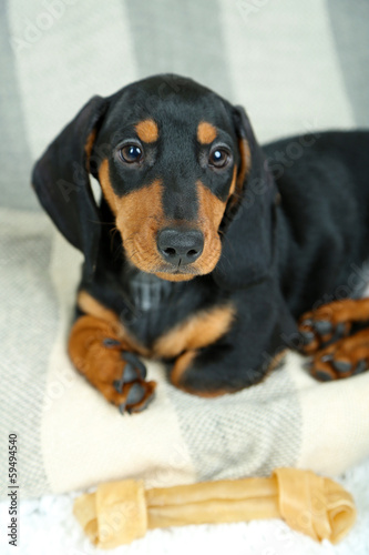 Little cute dachshund puppy © Africa Studio