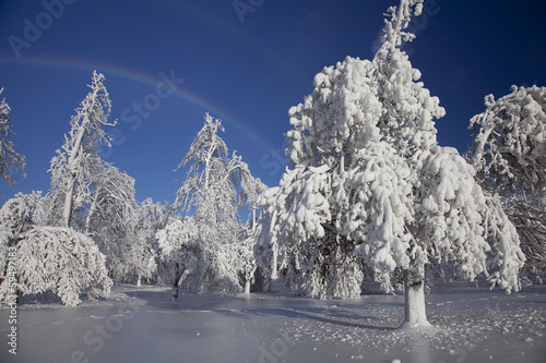 Winter Wonderland - Niagara Falls