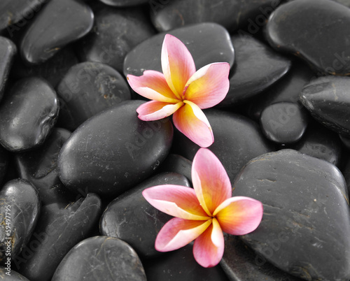 Two frangipani flowers on black pebbles