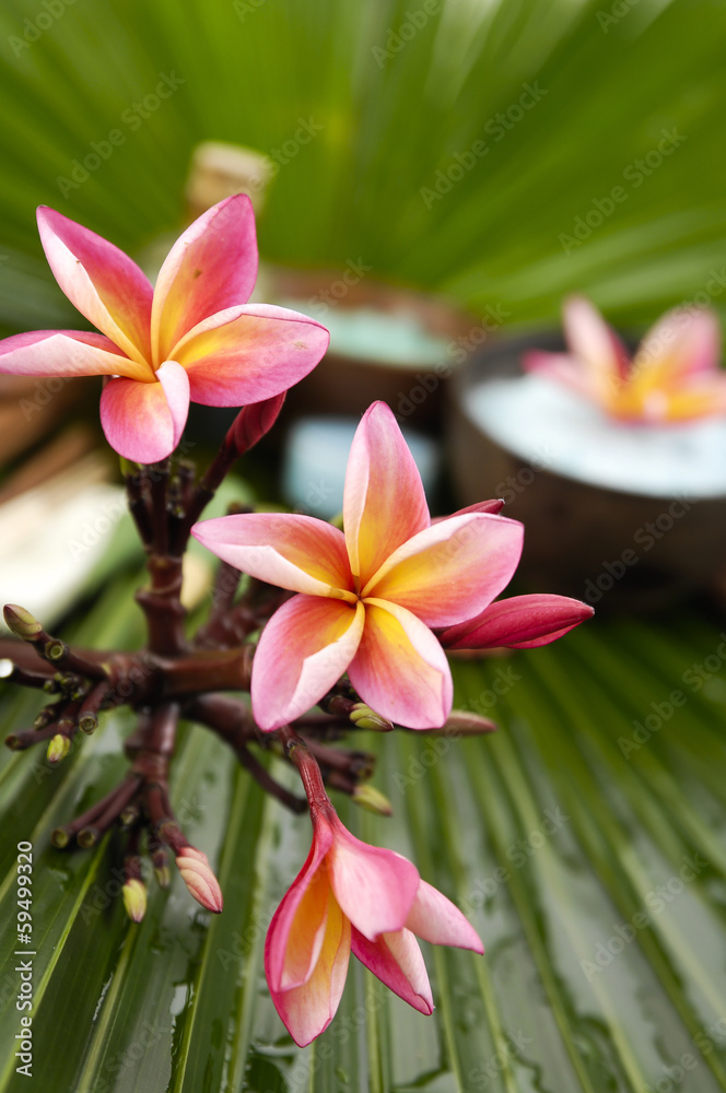 spa supplies with branch frangipani. Salt in bowl