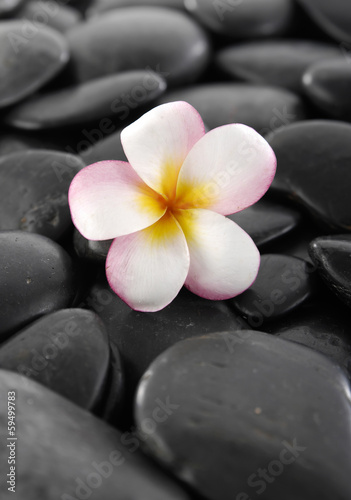 Plumeria flowers on black stones background