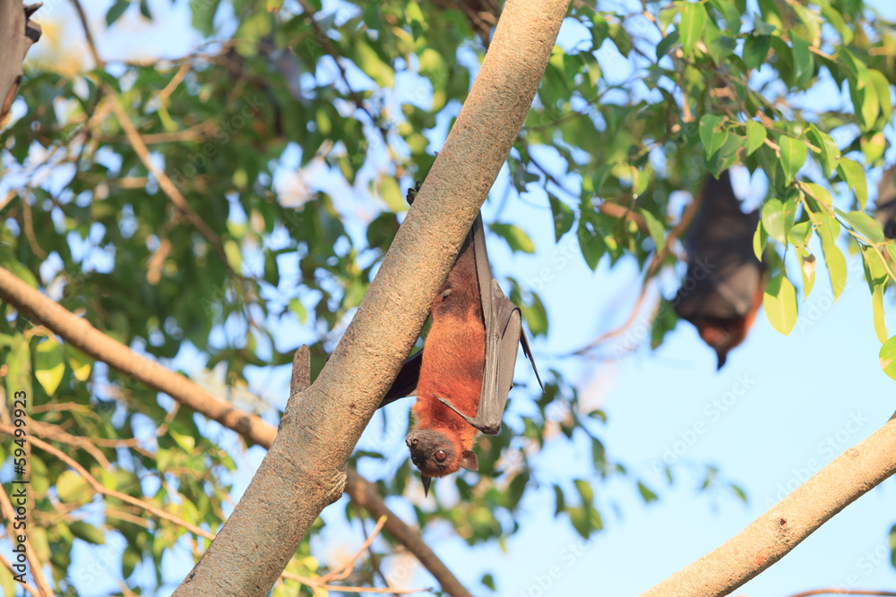 Fototapeta premium Flying Fox