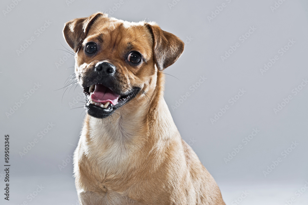 Mixed breed dog pug and lhasa apso. Studio shot against grey.