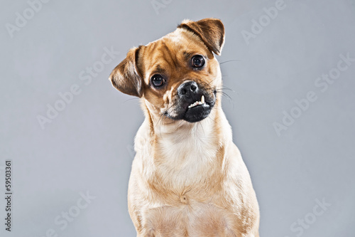 Mixed breed dog pug and lhasa apso. Studio shot against grey.