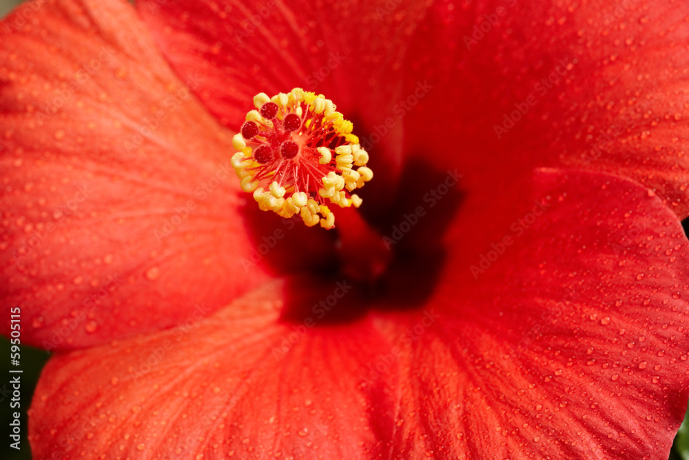 Hibiscus