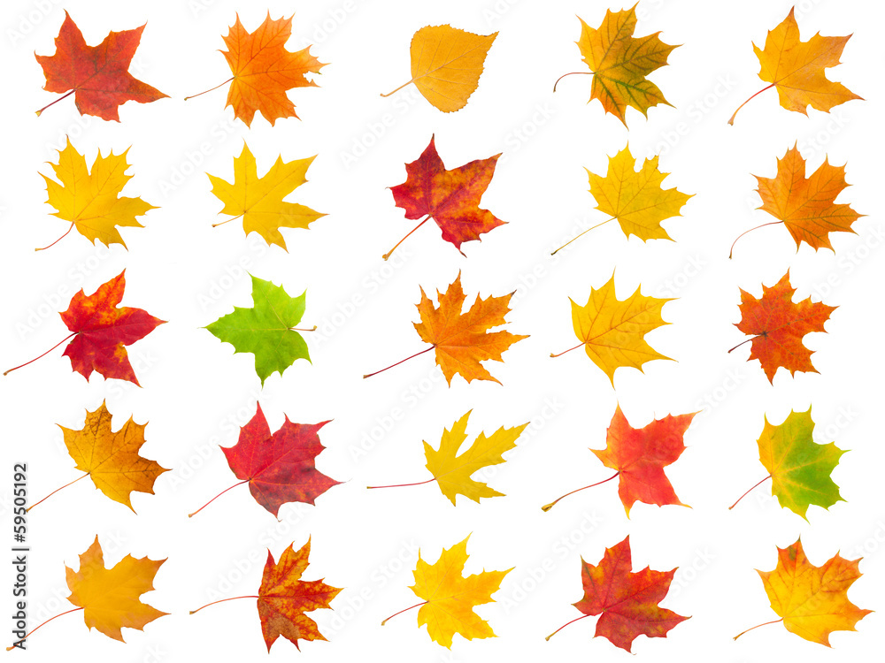 Fototapeta premium Maple leaves