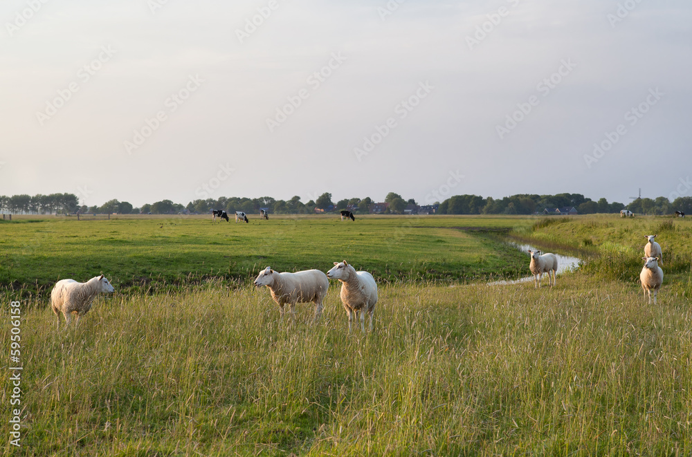 sheep on green pasture