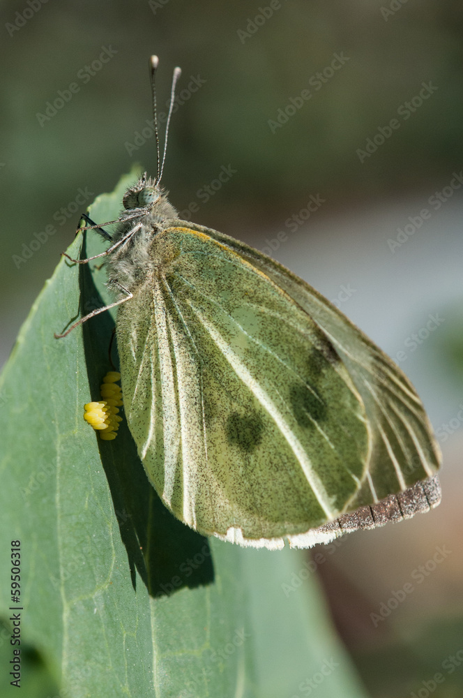 Fototapeta premium Mariposa de la col (Pieris brassicae) poniendo huevos