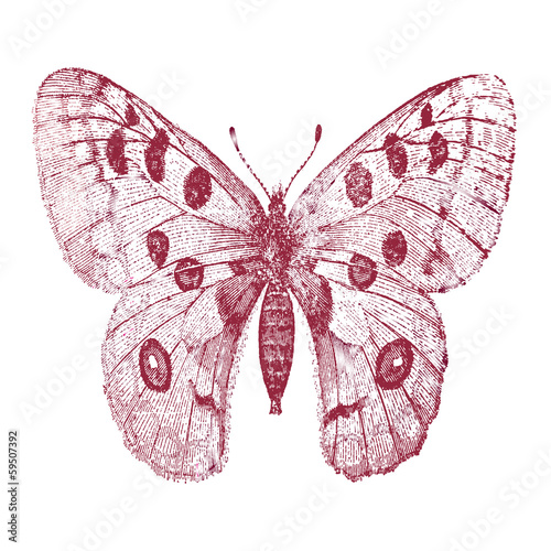 squirt of a butterfly