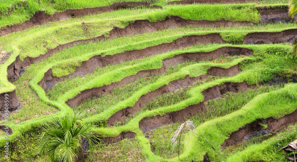 Beautiful terrace paddy field Beautiful terrace paddy field