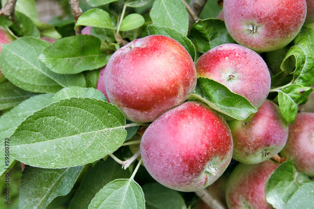 Apple tree Apple tree