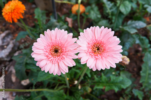 Gerbera daisy