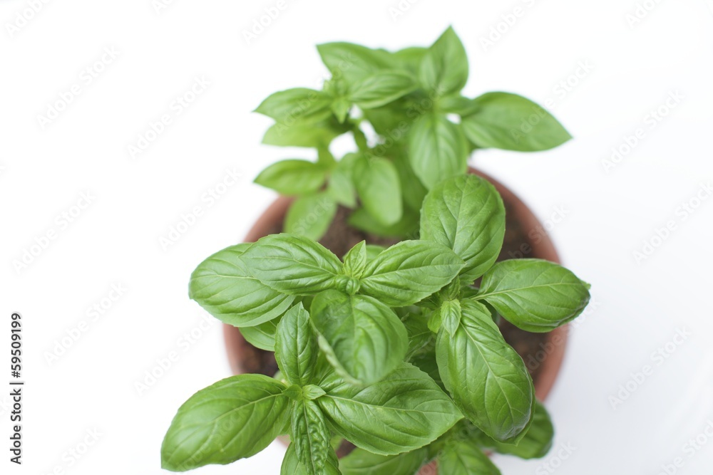 鉢植えのバジル 鉢植えのバジル