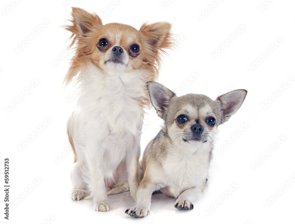 chihuahuas