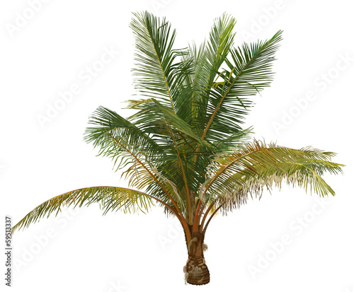 palm