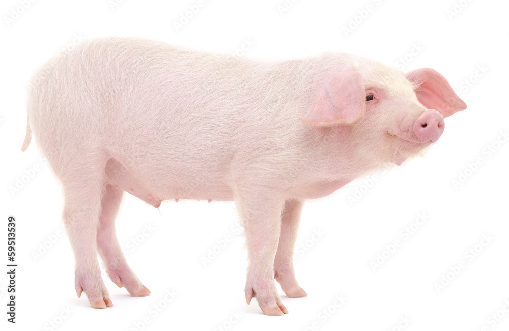 Pig on white Pig on white